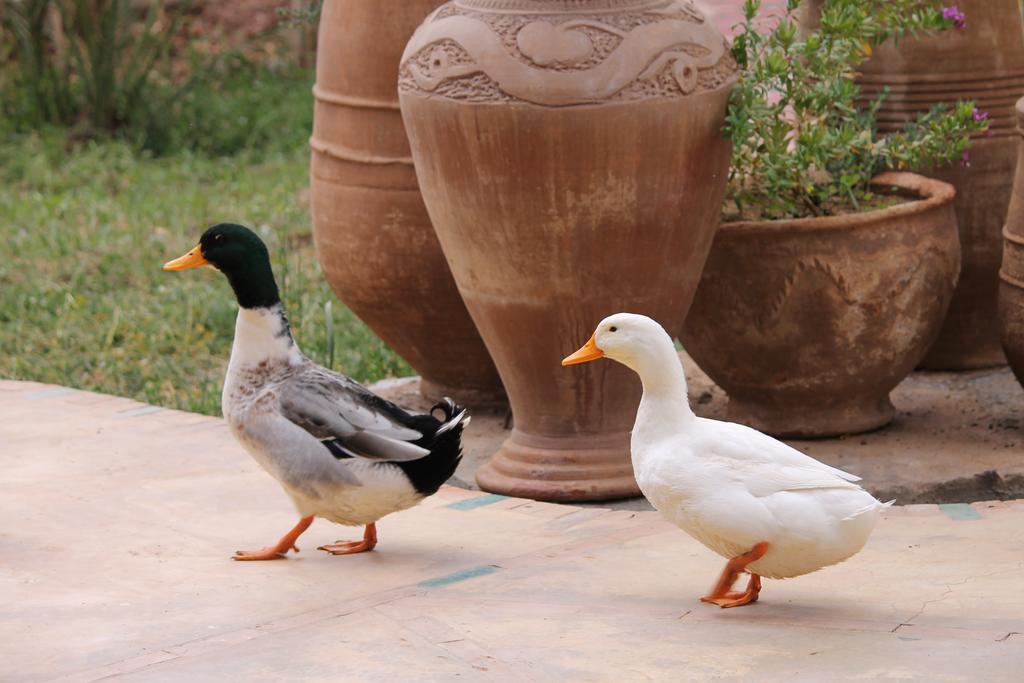 Ecolodge Bab El Oued Maroc Oasis 아그데즈 외부 사진