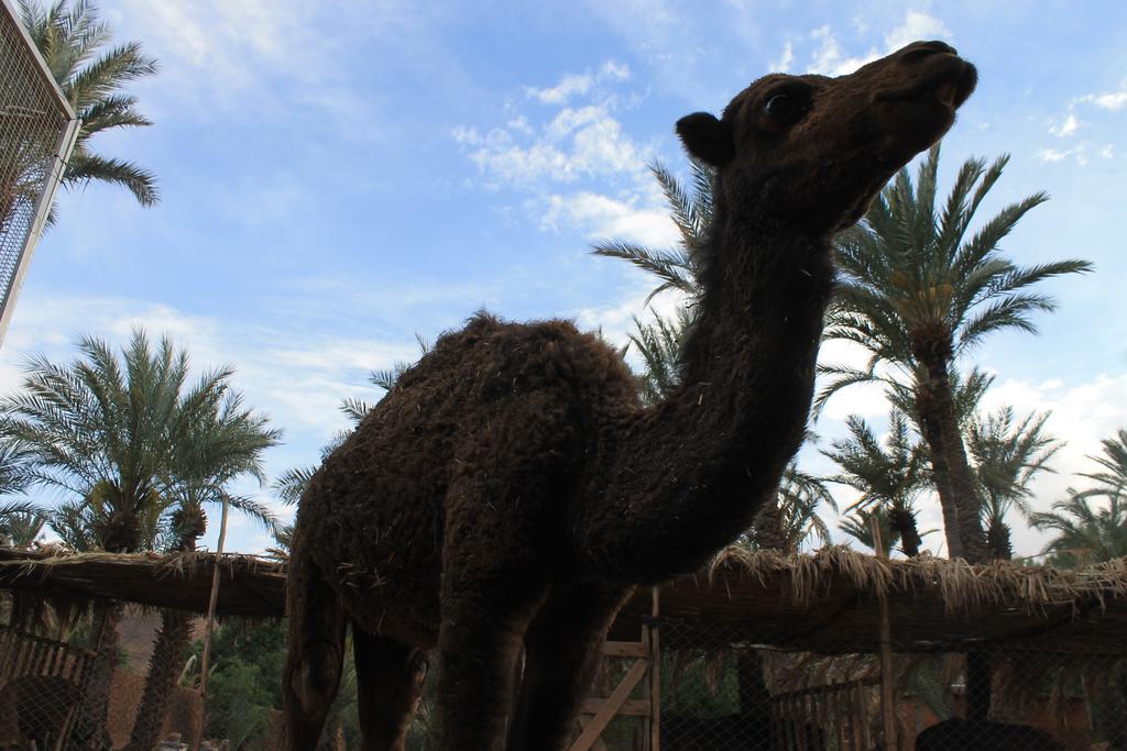 Ecolodge Bab El Oued Maroc Oasis 아그데즈 외부 사진